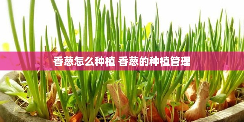 香葱怎么种植 香葱的种植管理