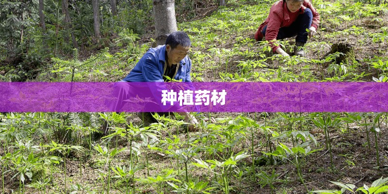 种植药材