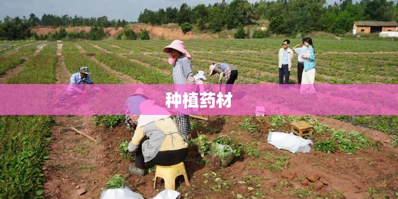 种植药材
