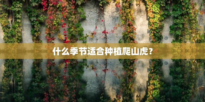 什么季节适合种植爬山虎？
