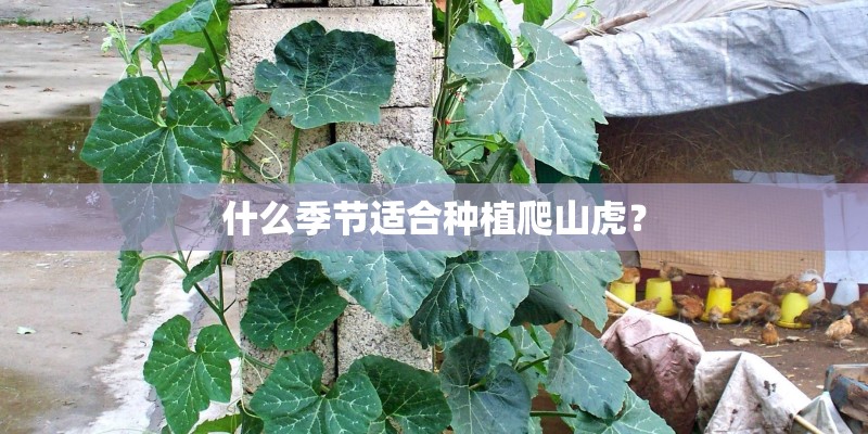 什么季节适合种植爬山虎？