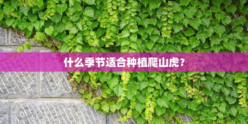 什么季节适合种植爬山虎？